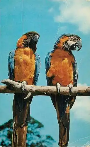 Animal postcard birds parrots macaws