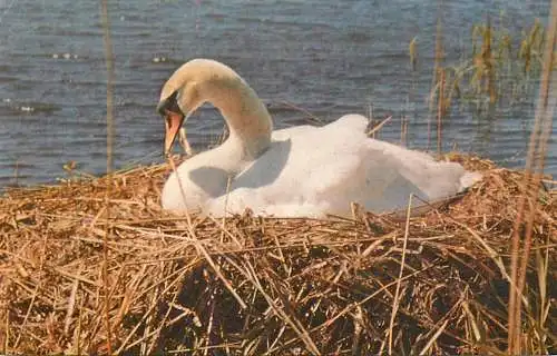 Animal postcard birds swan
