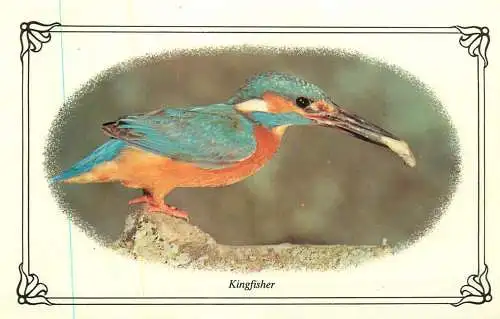 Animal postcard birds kingfisher