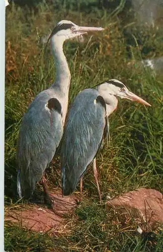 Animal postcard heron birds