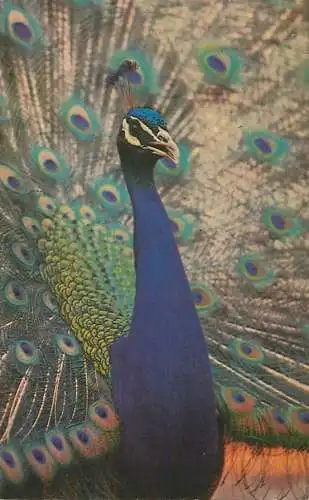 Animal postcard peacock at the London Zoo 1987