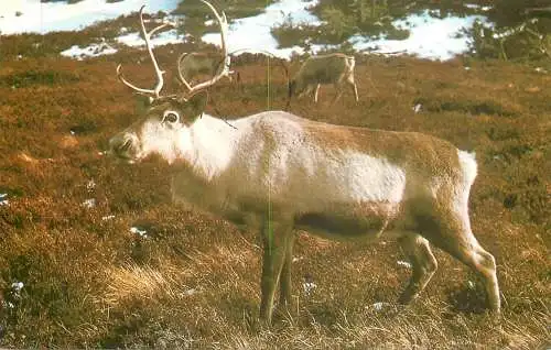 Animal postcard deer stag in nature