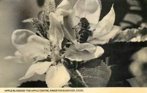 Animal postcard bee in flower Apple Blossom Apple Center Oxon