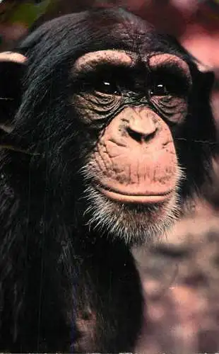 Animal postcard chimpanzee 1987