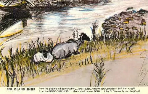 Animal postcard Seil island sheep