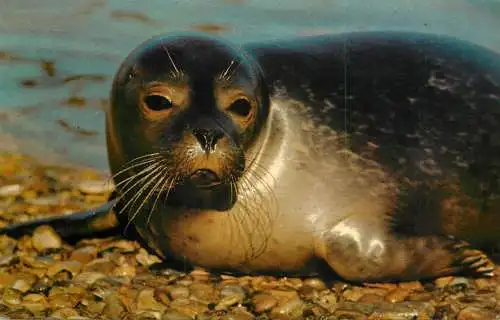 Animal postcard seal in Norfolk Wildlife park 1987