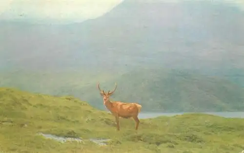 Animal postcard stag deer Scotland 1987