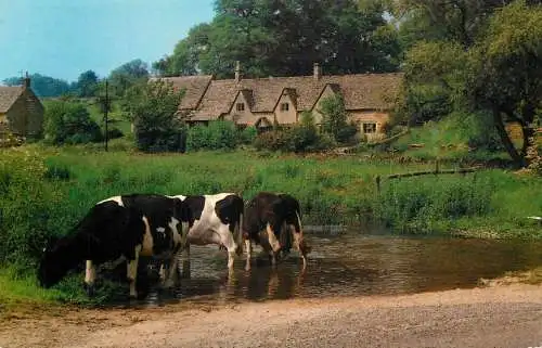 Animal postcard cows grazing Uk
