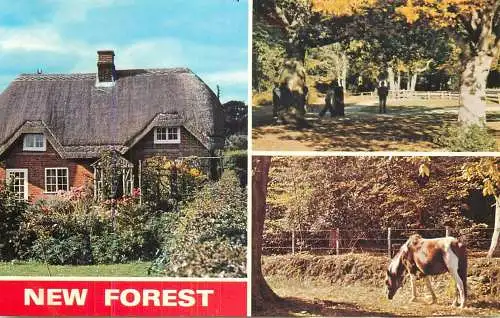 United Kingdom England New Forest