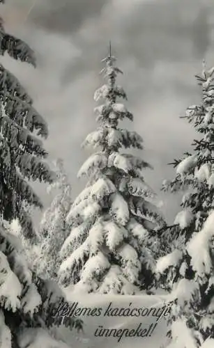 Christmas greetings snow-covered trees forest detail view