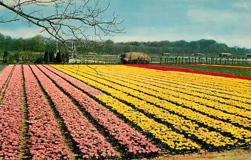 Netherlands in flower decoration