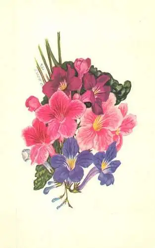 United Kingdom England flower postcard