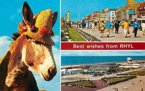 United Kingdom Wales Rhyl donkey