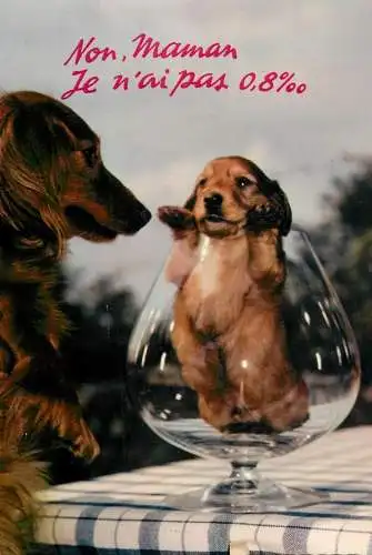 Humour postcard dogs and alcohol joke