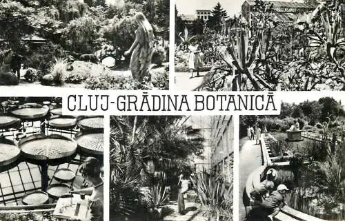 Postcard Romania Cluj Gradina botanica
