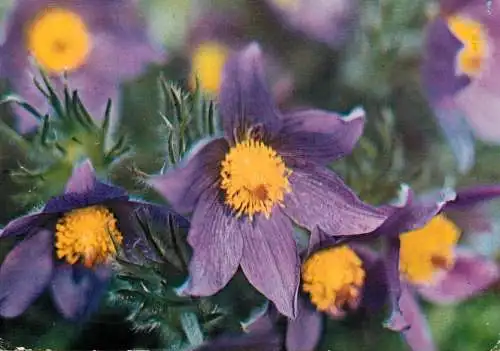 Flower postcard purple bloomed flower