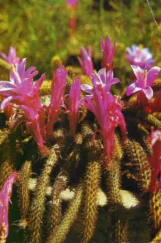 Flowers postcard Romania cactus and flowers in bloom