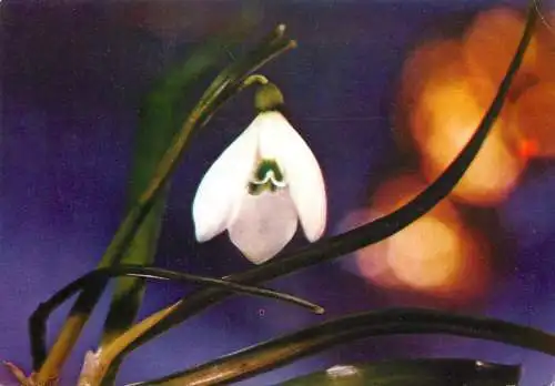Flowers postcard Romania spring field flower snowdrop in bloom