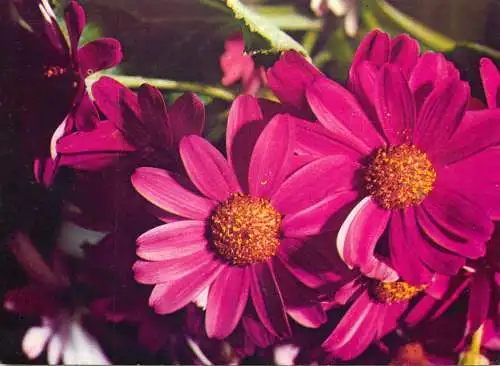 Flowers postcard Romania purple field flower plant