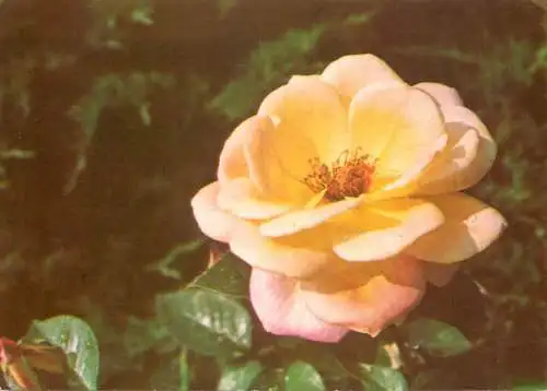 Flowers postcard Romania yellow rose flower