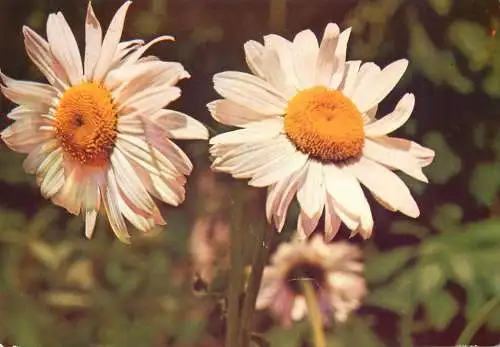 Flowers postcard Romania white field flowers in bloom