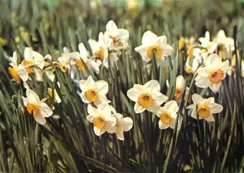 Flowers postcard Romania white field flowers in bloom