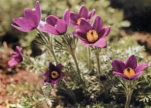 Flowers postcard Romania purple field flowers in bloom