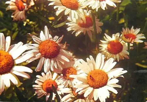 Flowers postcard Romania field flower in bloom