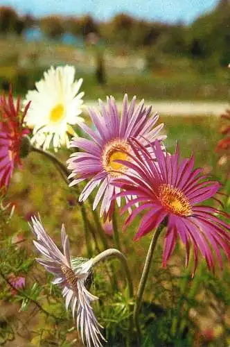 Flowers postcard Romania field flower