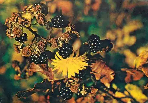 Flowers and plants postcard Romania mure Blackberry