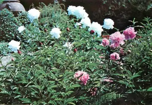 Flowers and plants postcard Romania field flowers