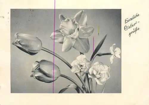 Holiday postcard Easter scene and flower tulip