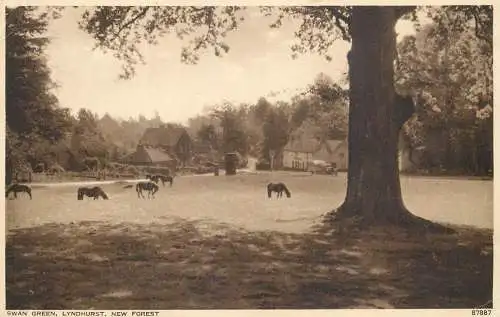 United Kingdom England New Forest Swan green Lyndhurst