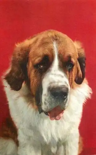 Dogs animals related postcard Saint Bernard