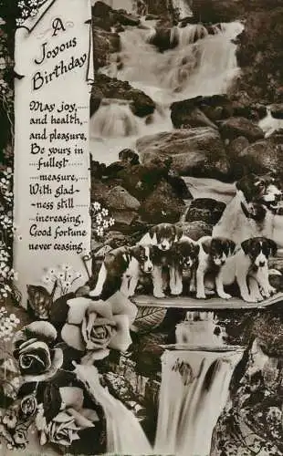 Dogs animals related postcard a joyous birthday
