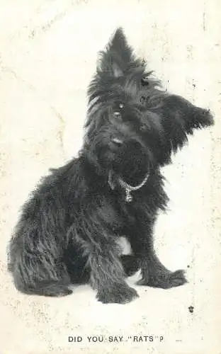 Dogs animals related postcard did you say rats