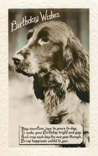 Dogs animals related postcard birthday wishes