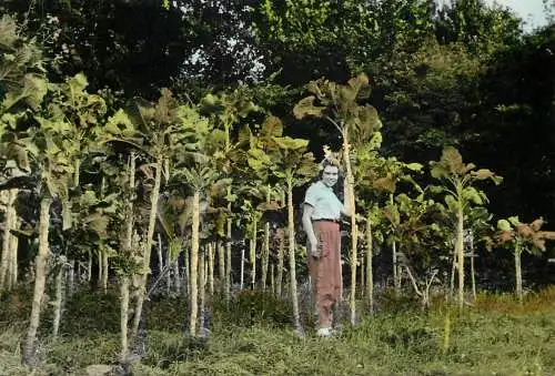 United Kingdom Jersey Cabbages