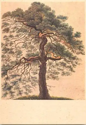 Pino silvestre by Gottfried Keller