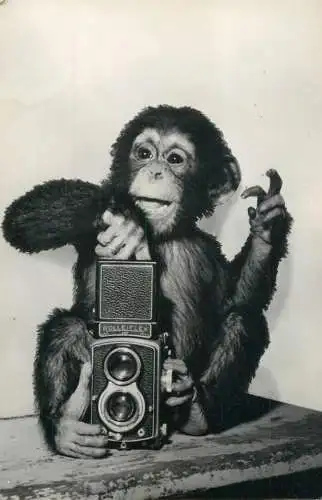 Chimp with camera