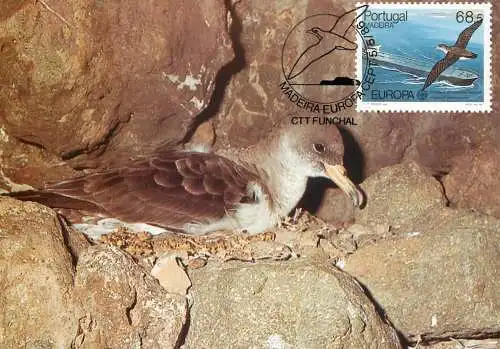 Maxi Card Portugal Madeira Cagarra calonectris diomedea borealis