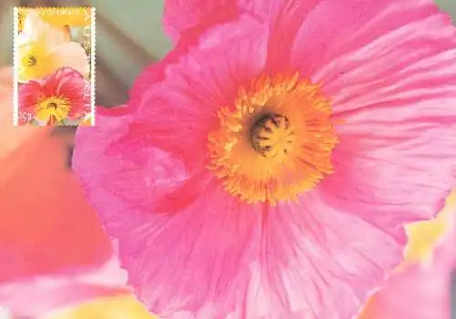 Flowers postcard Poppies Lariane Fonseca