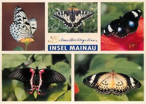 Butterfly postcard Insel Mainau