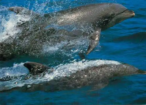 Animal postcard large dolphin Grosser Tummler Tursiops Truncatus