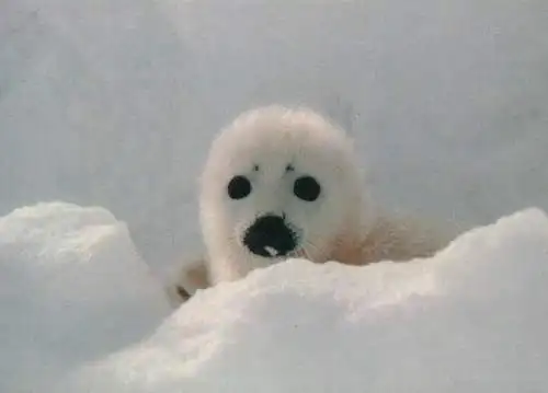 Animal postcard arctic seal phoca groenlandica
