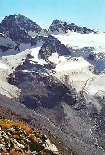 Switzerland Alpenrosenfeld am Morteratschgletscher Piz Palu
