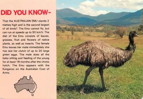 Australia Kakadu National Park australian Emu