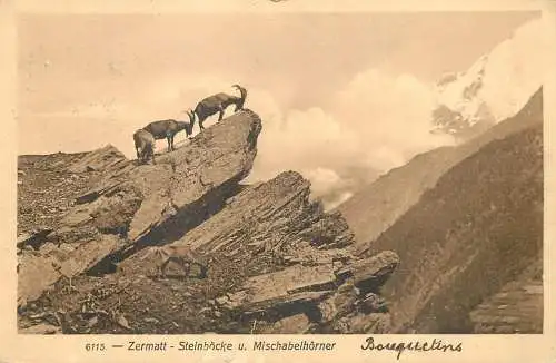 Switzerland Zermatt Steinbocke u. Mischabelhorner