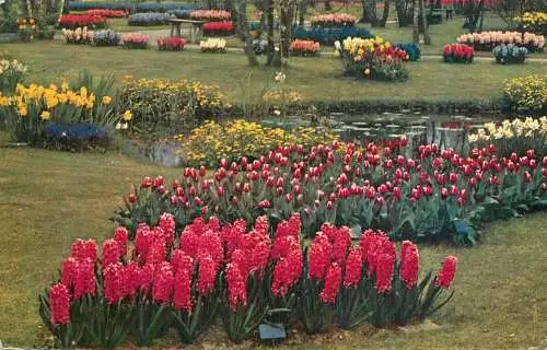 Netherlands tulips in bloom