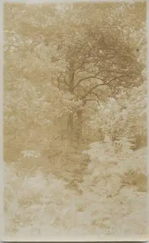 United Kingdom England forest scene place to identify